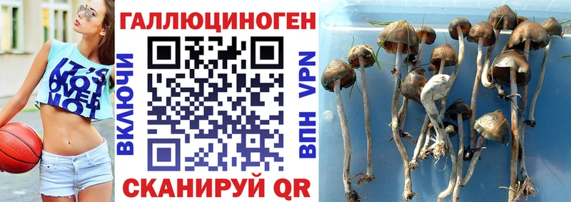 Псилоцибиновые грибы Cubensis  Купить закладки  Талдом 